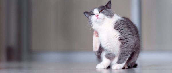 Cara Menghilangkan Gatal Pada Kucing dengan Bahan Alami